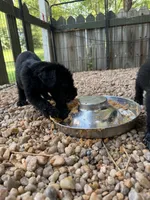 Rhea, a female Giant Schnauzer for sale in Millen, GA – 5 of 9