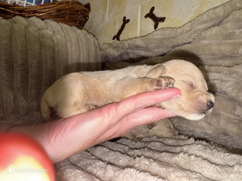 Kingston  – Miniature Schnauzer puppy for sale in Millen, GA