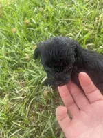 Pickles, a female Schnoodle for sale in Millen, GA – 4 of 8