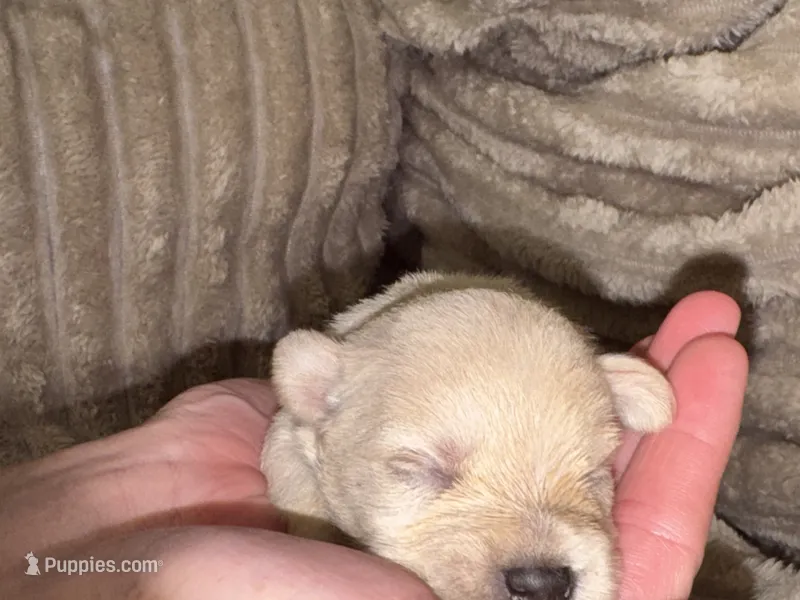 Iris – Schnoodle puppy for sale in Millen, GA