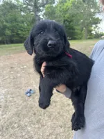 Maggie, a female Giant Schnauzer for sale in Millen, GA – Photo 2 of 8