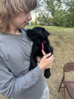 Maggie, a female Giant Schnauzer for sale in Millen, GA – Photo 5 of 8