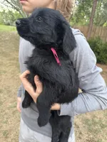 Maggie, a female Giant Schnauzer for sale in Millen, GA – Photo 4 of 8