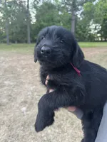 Maggie, a female Giant Schnauzer for sale in Millen, GA – Photo 3 of 8