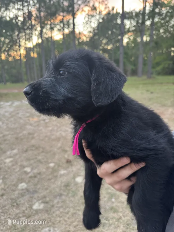 Maggie – Giant Schnauzer puppy for sale in Millen, GA