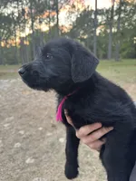 Maggie, a female Giant Schnauzer for sale in Millen, GA – Photo 1 of 8