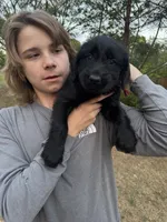 Maggie, a female Giant Schnauzer for sale in Millen, GA – Photo 6 of 8