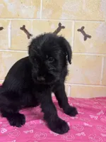 Annie, a female Giant Schnauzer for sale in Millen, GA – Photo 4 of 8