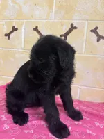 Annie, a female Giant Schnauzer for sale in Millen, GA – Photo 3 of 8