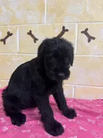Annie, a female Giant Schnauzer for sale in Millen, GA – Photo 2 of 8