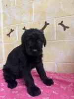 Annie, a female Giant Schnauzer for sale in Millen, GA – Photo 7 of 8
