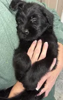 Annie, a female Giant Schnauzer for sale in Millen, GA – Photo 8 of 8