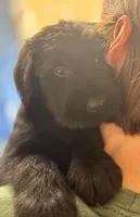 Annie, a female Giant Schnauzer for sale in Millen, GA – Photo 1 of 8