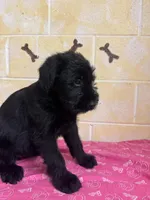 Annie, a female Giant Schnauzer for sale in Millen, GA – Photo 5 of 8