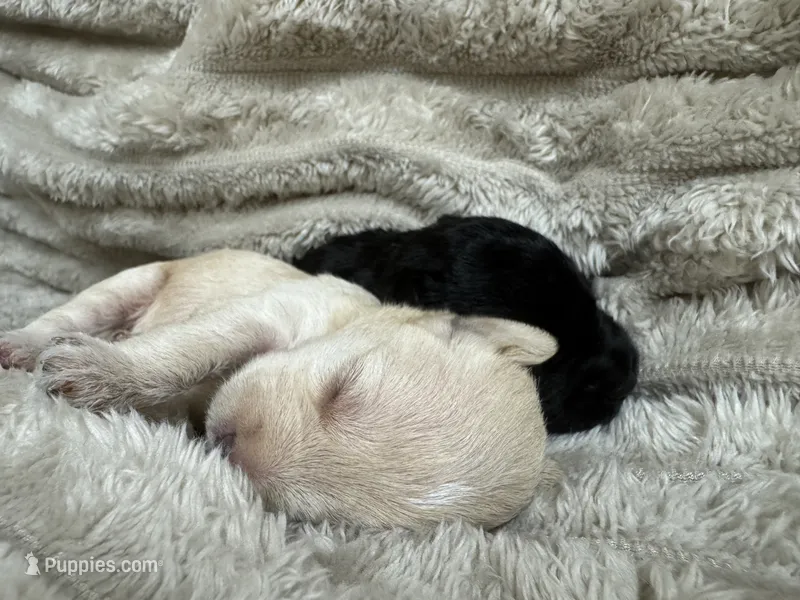 Pipper – Schnoodle puppy for sale in Millen, GA