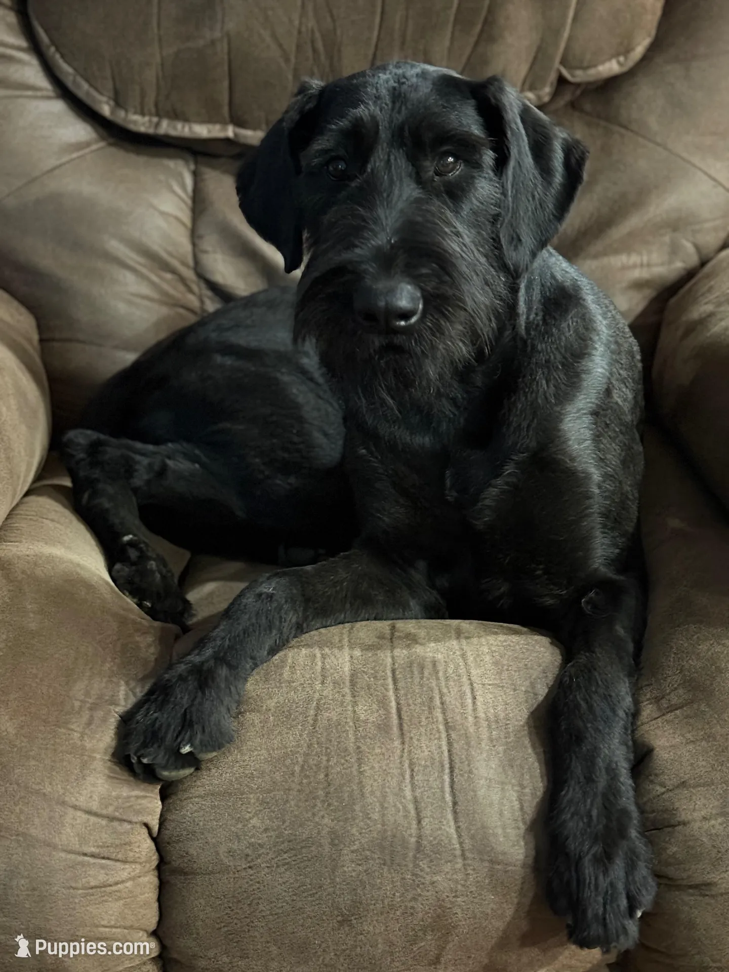 Maggie, a female Giant Schnauzer for sale in Millen, GA – Photo 7 of 8