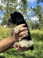 Chief, a male Miniature Schnauzer for sale in Millen, GA – 6 of 10