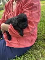 Echo, a female Schnoodle for sale in Millen, GA – 3 of 7