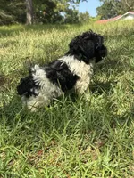 Chief, a male Miniature Schnauzer for sale in Millen, GA – 4 of 10