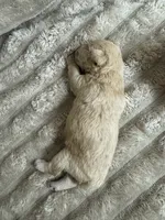 Pipper, a female Schnoodle for sale in Millen, GA – 2 of 4