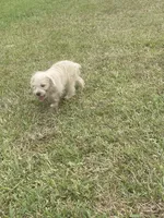 Ranger, a male Schnoodle for sale in Millen, GA – 8 of 8