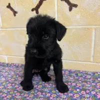 Lucy, a female Giant Schnauzer for sale in Millen, GA – Photo 4 of 10