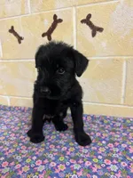 Lucy, a female Giant Schnauzer for sale in Millen, GA – Photo 4 of 10
