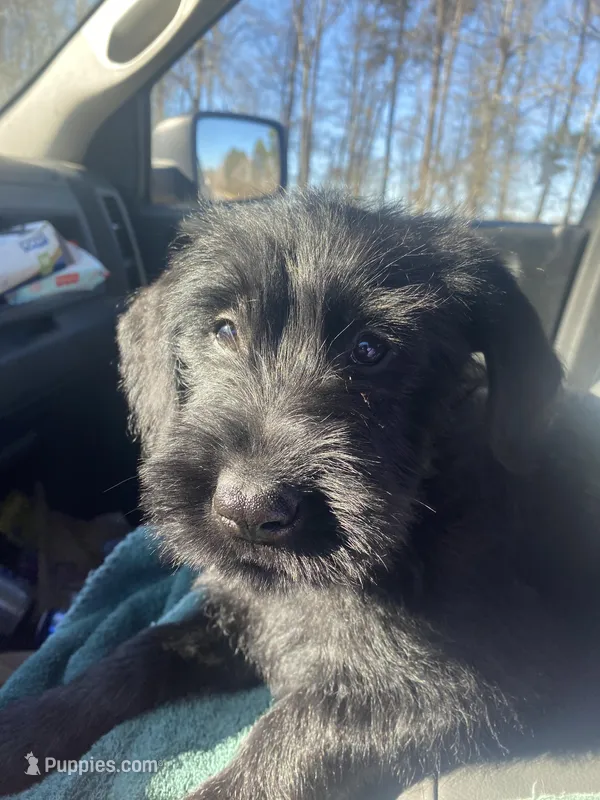 Lucy – Giant Schnauzer puppy for sale in Millen, GA