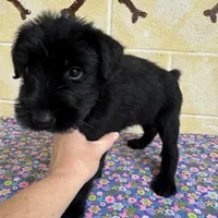 Lucy, a female Giant Schnauzer for sale in Millen, GA – Photo 1 of 10