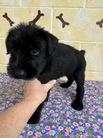 Lucy, a female Giant Schnauzer for sale in Millen, GA – Photo 1 of 10