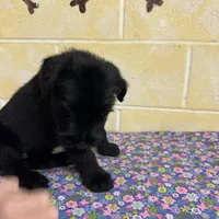 Lucy, a female Giant Schnauzer for sale in Millen, GA – Photo 10 of 10