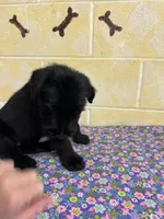 Lucy, a female Giant Schnauzer for sale in Millen, GA – Photo 10 of 10