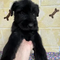 Lucy, a female Giant Schnauzer for sale in Millen, GA – Photo 3 of 10