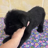 Lucy, a female Giant Schnauzer for sale in Millen, GA – Photo 8 of 10