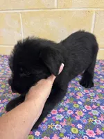 Lucy, a female Giant Schnauzer for sale in Millen, GA – Photo 8 of 10