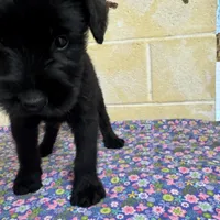 Lucy, a female Giant Schnauzer for sale in Millen, GA – Photo 5 of 10