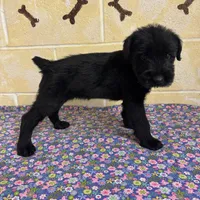 Lucy, a female Giant Schnauzer for sale in Millen, GA – Photo 6 of 10