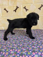 Lucy, a female Giant Schnauzer for sale in Millen, GA – Photo 6 of 10