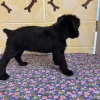 Lucy, a female Giant Schnauzer for sale in Millen, GA – Photo 7 of 10