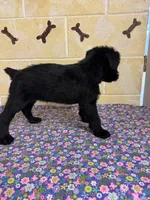 Lucy, a female Giant Schnauzer for sale in Millen, GA – Photo 7 of 10