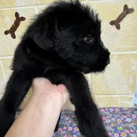 Lucy, a female Giant Schnauzer for sale in Millen, GA – Photo 2 of 10