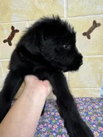 Lucy, a female Giant Schnauzer for sale in Millen, GA – Photo 2 of 10