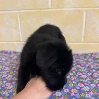 Lucy, a female Giant Schnauzer for sale in Millen, GA – Photo 9 of 10