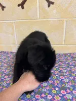 Lucy, a female Giant Schnauzer for sale in Millen, GA – Photo 9 of 10