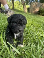 Lexi, a female Poodle - Miniature  for sale in Millen, GA – 3 of 6
