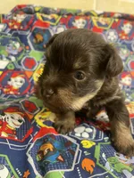 Benny, a male Schnoodle for sale in Millen, GA – Photo 3 of 8