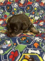 Benny, a male Schnoodle for sale in Millen, GA – Photo 4 of 8