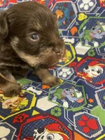 Benny, a male Schnoodle for sale in Millen, GA – Photo 7 of 8