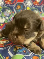 Benny, a male Schnoodle for sale in Millen, GA – Photo 2 of 8