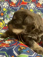 Benny, a male Schnoodle for sale in Millen, GA – Photo 6 of 8